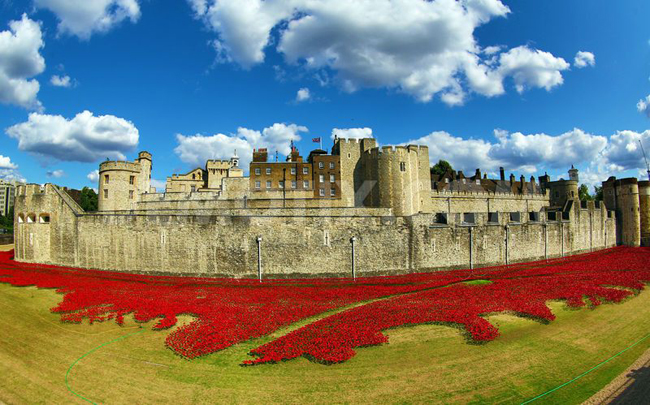 1407098152-ceramic-poppies-fill-the-tower-of-london-moat-to-commemorate-wwi_5441631