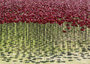 Remembrance-poppies-a-Londra_gal_autore_12_col_