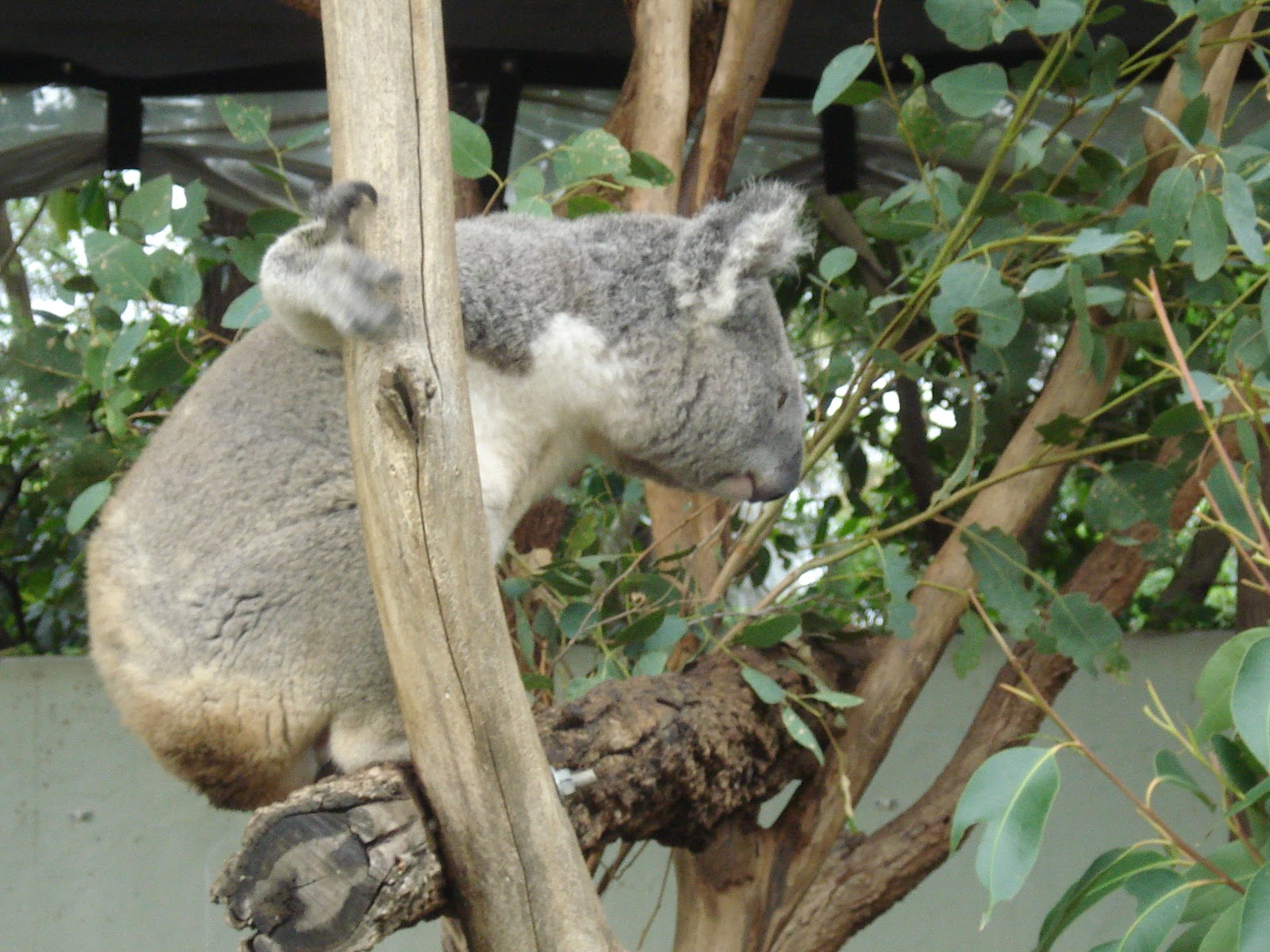 Taronga Zoo di Sydney